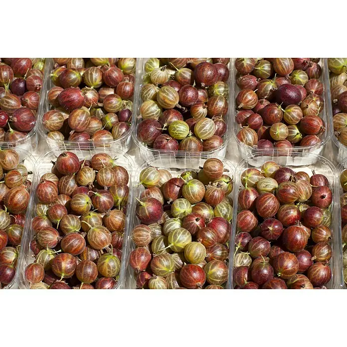 Piardino Stachelbeere Stämmchen - Ribes uva-crispa, Erntezeit: Juli - Detailaufnahme