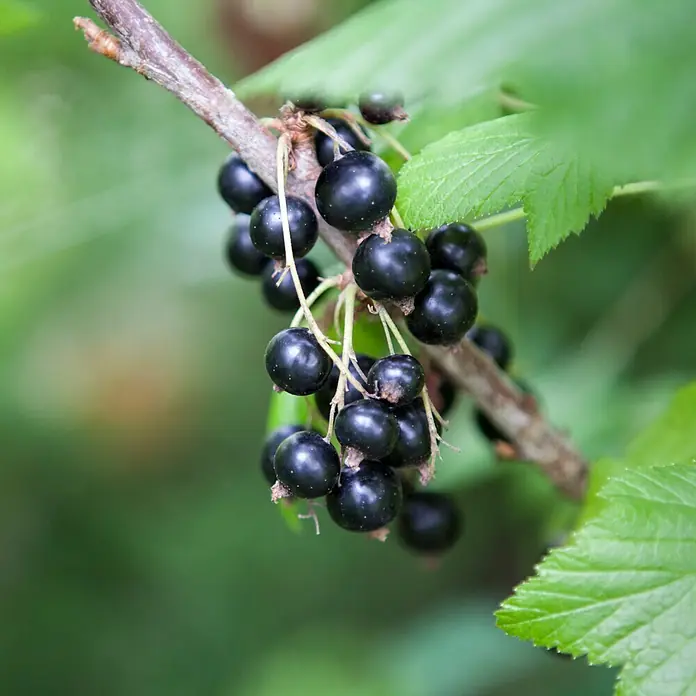 Piardino Schwarze Johannisbeere Titania - Ribes nigrum, Erntezeit: Juli - August - Detailaufnahme