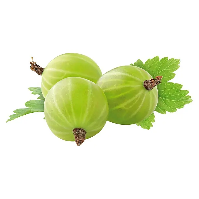 Stachelbeere - Ribes uva-crispa, Topfvolumen: 2,5 l, Erntezeit: Juli - Stimmungsaufnahme