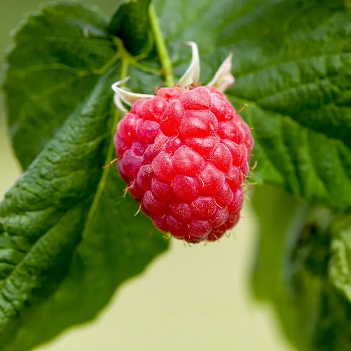 Piardino Himbeere Heritage - Rubus idaeus, Erntezeit: August - Oktober - Detailaufnahme