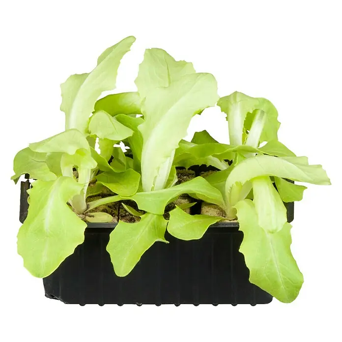 Piardino Kopfsalat - Lactuca sativa var. capitata, Erntezeit: Juni - August - Vorderansicht