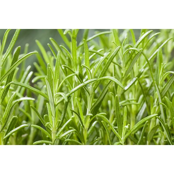 Piardino Rosmarin - Rosmarinus officinalis - Detailaufnahme