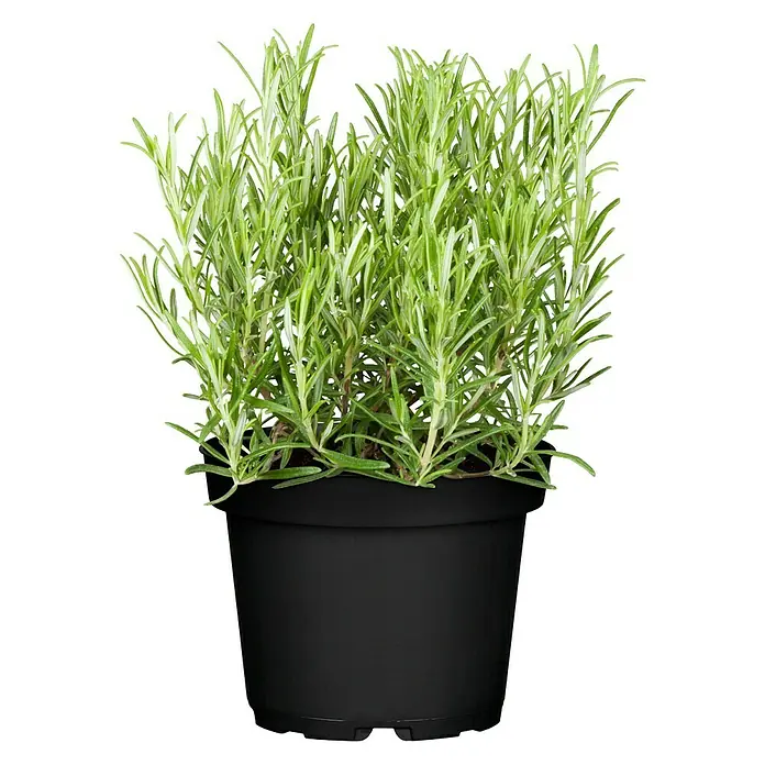 Piardino Rosmarin - Rosmarinus officinalis - Vorderansicht