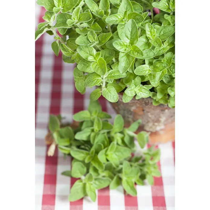 Piardino Oregano - Origanum vulgare - Detailaufnahme