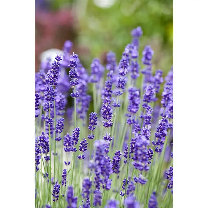 Piardino Lavendel - Lavendula angustifolium, Topfgröße: 14 cm, Blau/Lila - Stimmungsaufnahme