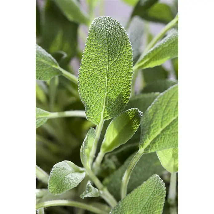 Piardino Echter Salbei - Salvia officinalis - Detailaufnahme