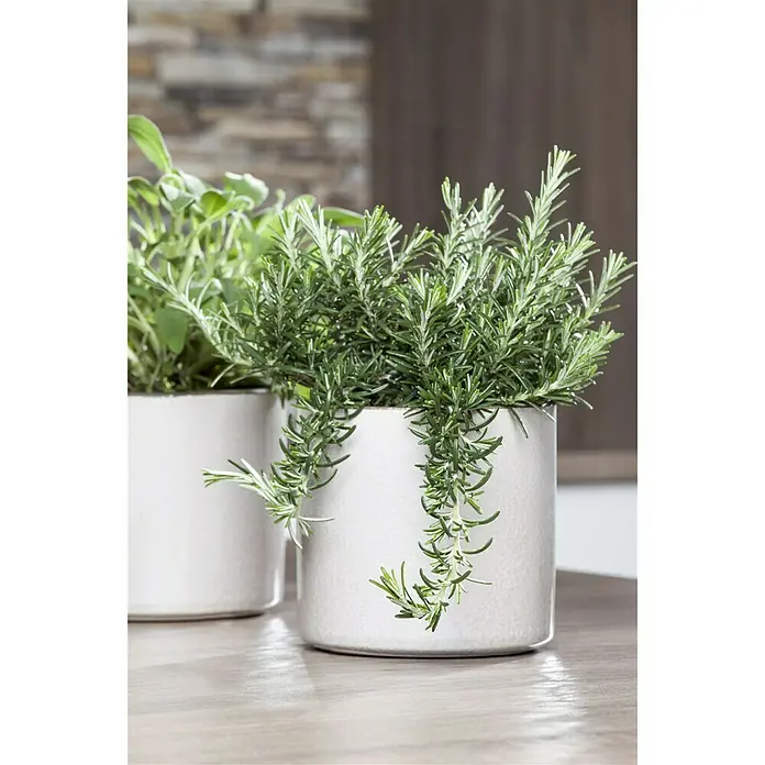 Piardino Rosmarin Prostratus - Rosmarinus officinalis - Stimmungsaufnahme