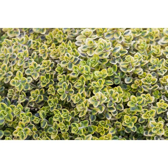 Piardino Echter Thymian - Thymus vulgaris - Detailaufnahme