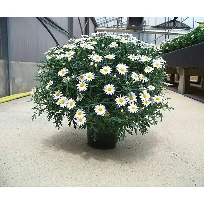Piardino Strauchmargerite - Argyranthemum frutescens, Topfgröße: 21 cm, Weiß - Vorderansicht