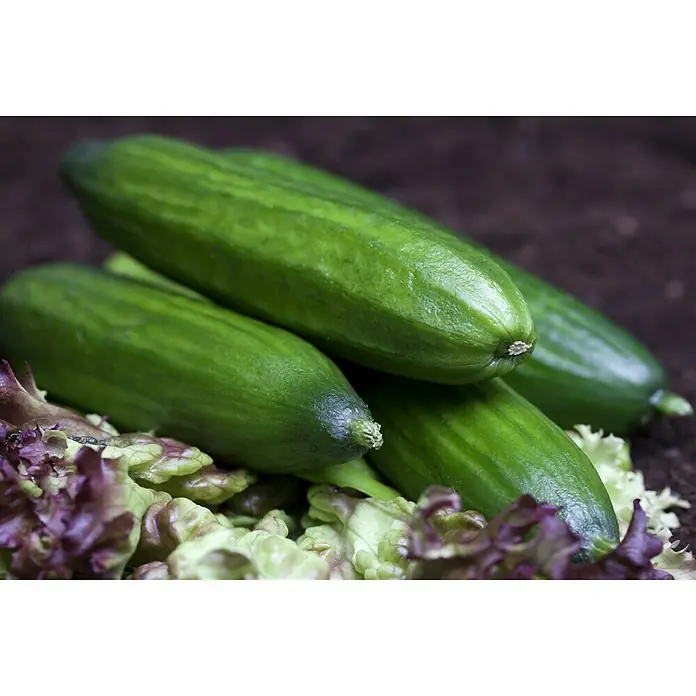 Schlangengurke - Cucumis sativus, 12 cm, Erntezeit: August - Oktober - Stimmungsaufnahme