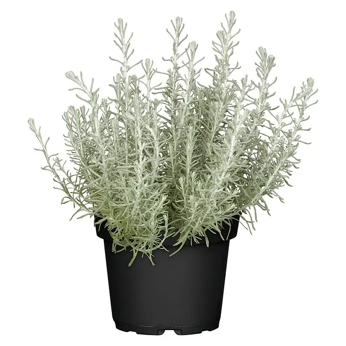 Piardino Currykraut Bio - Helichrysum italicum - Vorderansicht