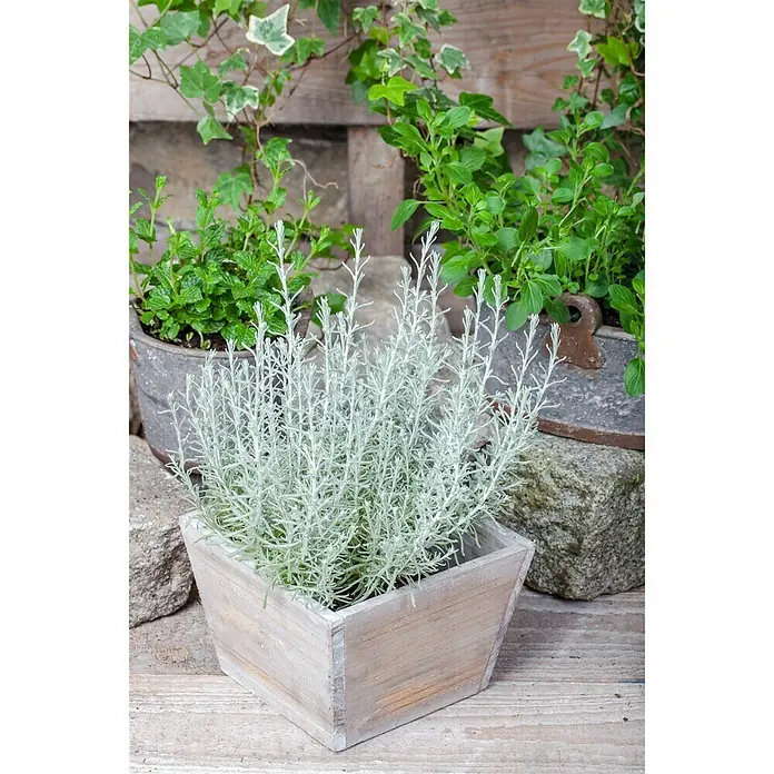 Piardino Currykraut Bio - Helichrysum italicum - Stimmungsaufnahme