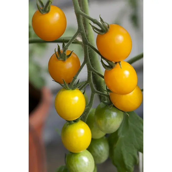 Piardino Cherrytomate Solena Sweet Yellow - Solanum lycopersicum var. cerasiforme, 12 cm, Erntezeit: Juli, Farbe Frucht: Gelb - Detailaufnahme