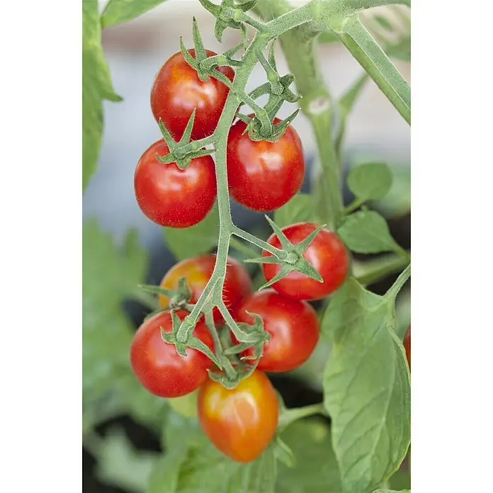 Piardino Cherrytomate Solena Sweet Red - Solanum lycopersicum var. cerasiforme, 12 cm, Erntezeit: Juli, Farbe Frucht: Rot - Detailaufnahme