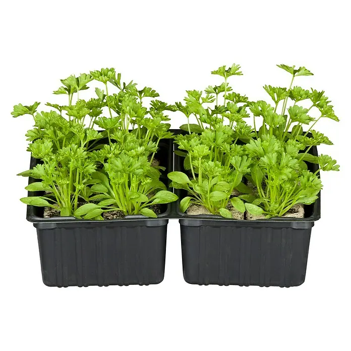 Piardino Petersilie - Petroselinum crispum - Vorderansicht