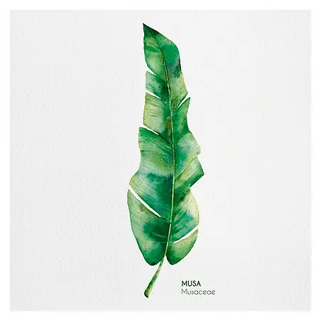 Póster Musa
