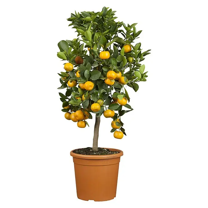Piardino Calamondin-Orange - Citrofortunella microcarpa, Topfgröße: 20 cm - Vorderansicht