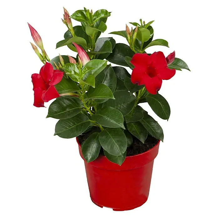 Piardino Mandevilla - Mandevilla sanderi, Tamaño de maceta: 12 cm, Rojo - Vista frontal