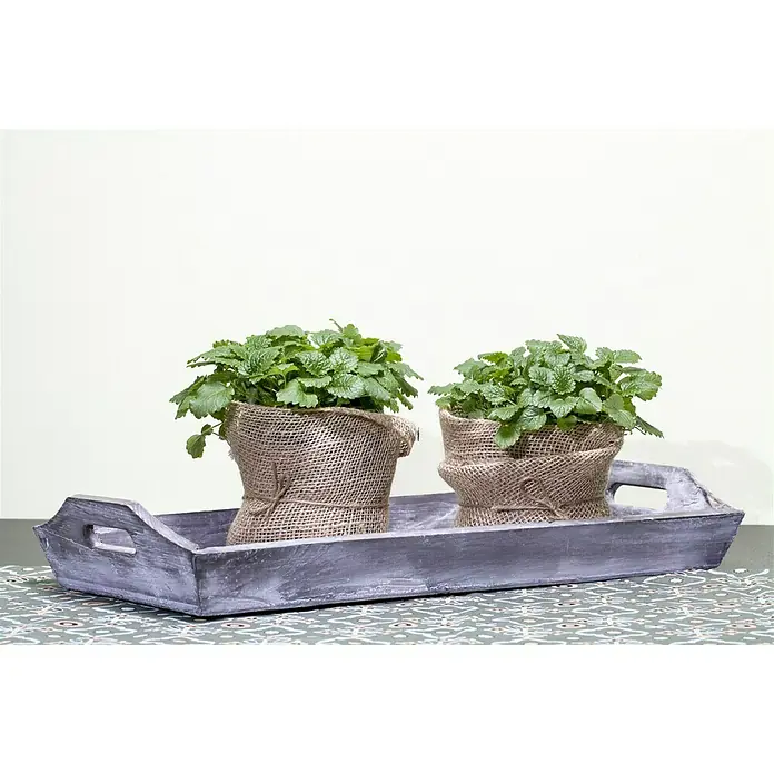 Piardino Zitronenmelisse Bio - Melissa officinalis Relax, Topfgröße: 12 cm - Stimmungsaufnahme