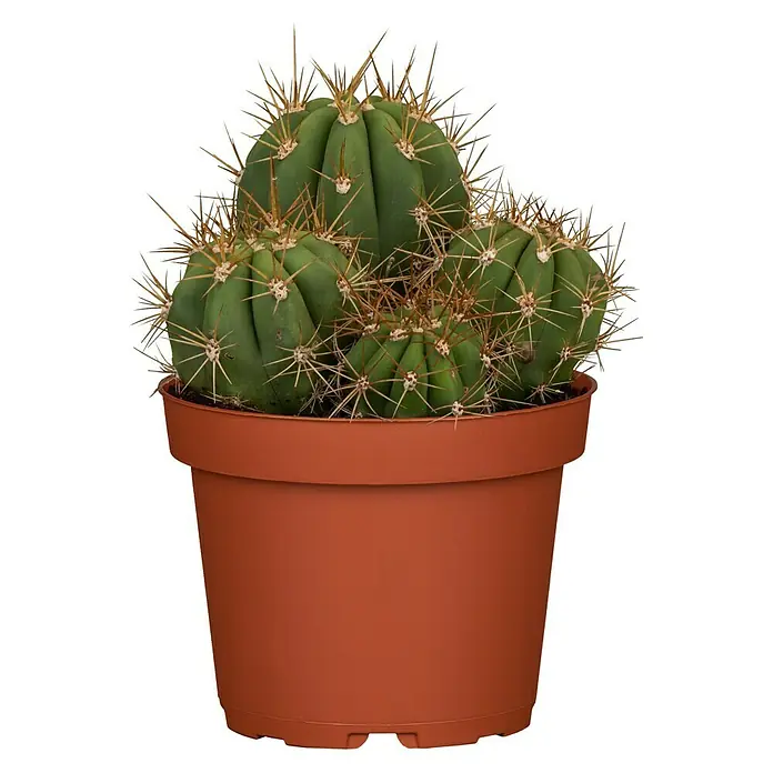 Piardino Kaktus - Cactus, Topfgröße: 17 cm - Vorderansicht