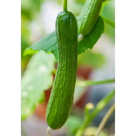 Piardino Bio Snack-Gurke im Tontopf