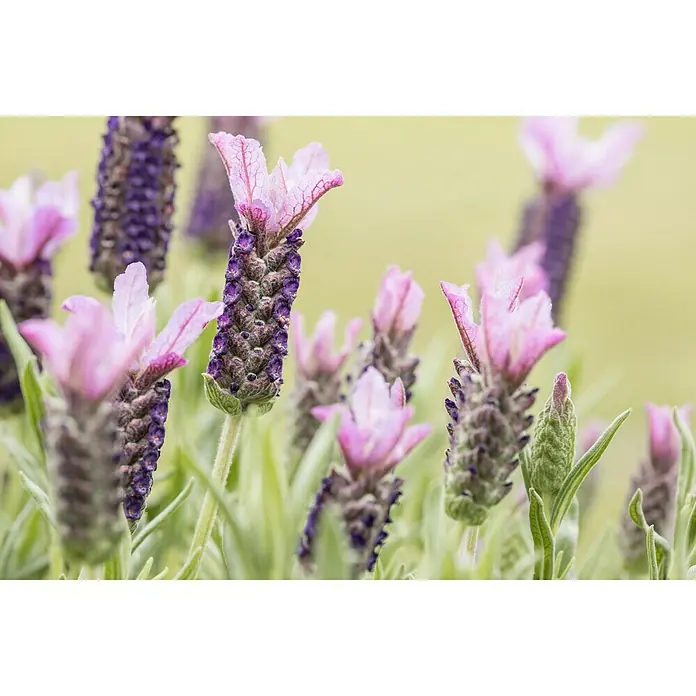 Piardino Schopflavendel - Lavandula stoechas, Topfgröße: 14 cm, Violett - Detailaufnahme