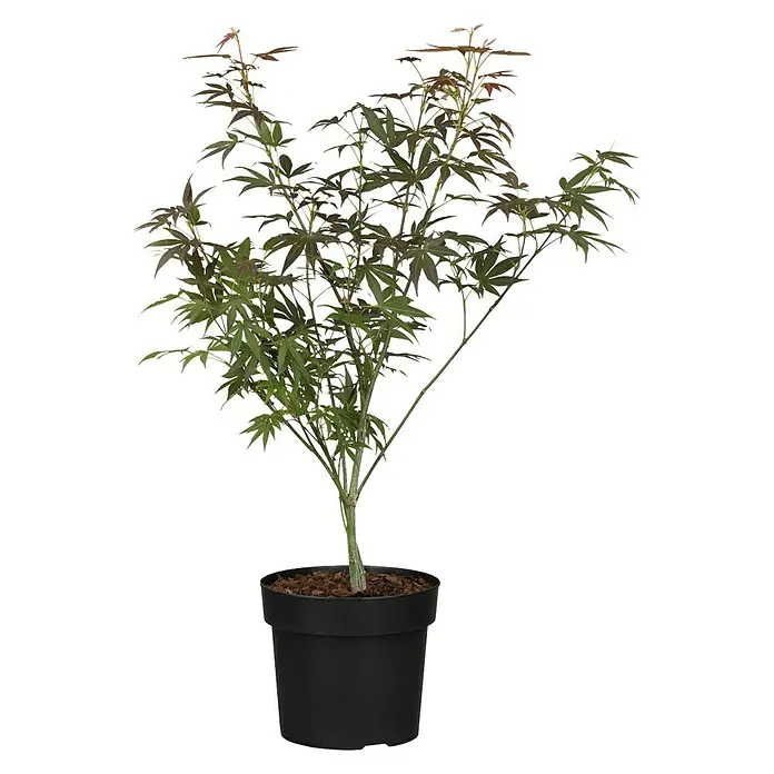 Piardino Arce japonés - Acer palmatum 'Atropurpureum' - Vista frontal