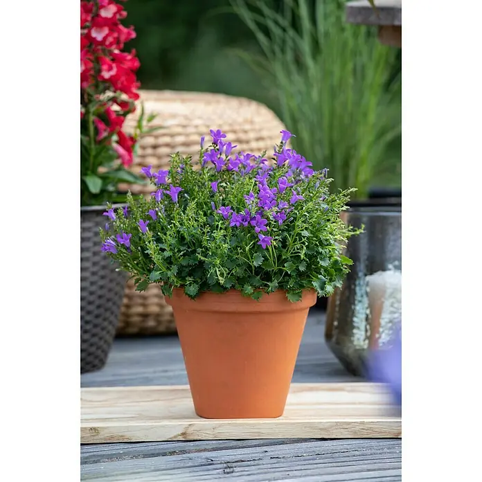 Piardino Polsterglockenblume - Topfgröße: 13 cm - Stimmungsaufnahme