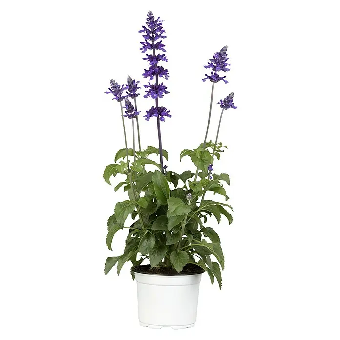 Piardino Mehliger Salbei - Salvia farinacea, Topfgröße: 12 cm, Blau, Violett - Vorderansicht