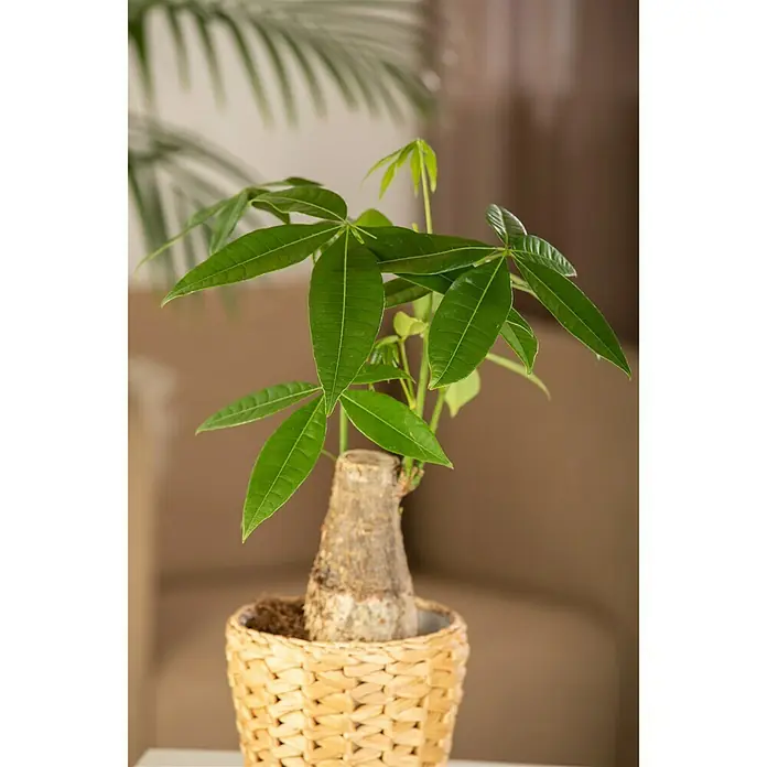 Piardino Glückskastanie - Pachira aquatica, Topfgröße: 15 cm - Stimmungsaufnahme