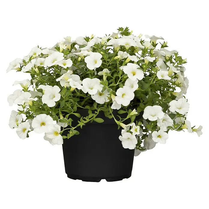 Piardino Zauberglöckchen - Calibrachoa Hybride, Weiß - Vorderansicht