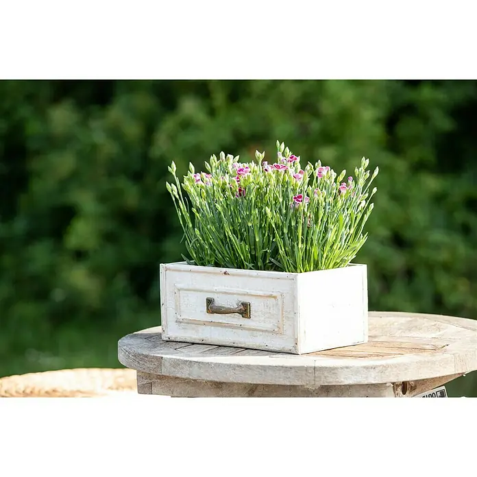 Piardino Gartennelke 6er Tray - Dianthus caryophyllus 'Pink Kisses', Blütenfarbe: Sortenabhängig - Stimmungsaufnahme