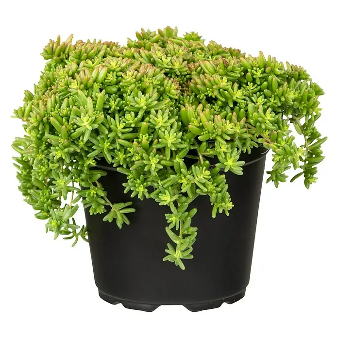 Piardino Mauerpfeffer - Sedum 'Coral Carpet', Topfgröße: 13 cm - Vorderansicht