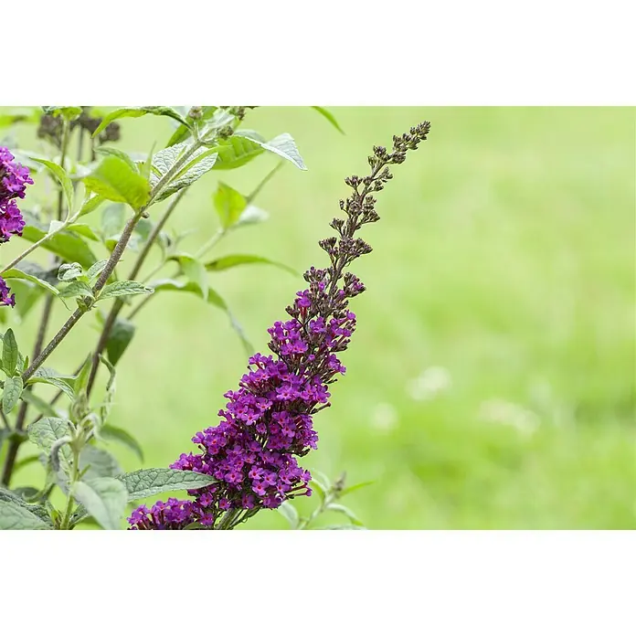 Piardino Sommerflieder - Buddleja davidi 'Summer Kids', Artenabhängig - Detailaufnahme