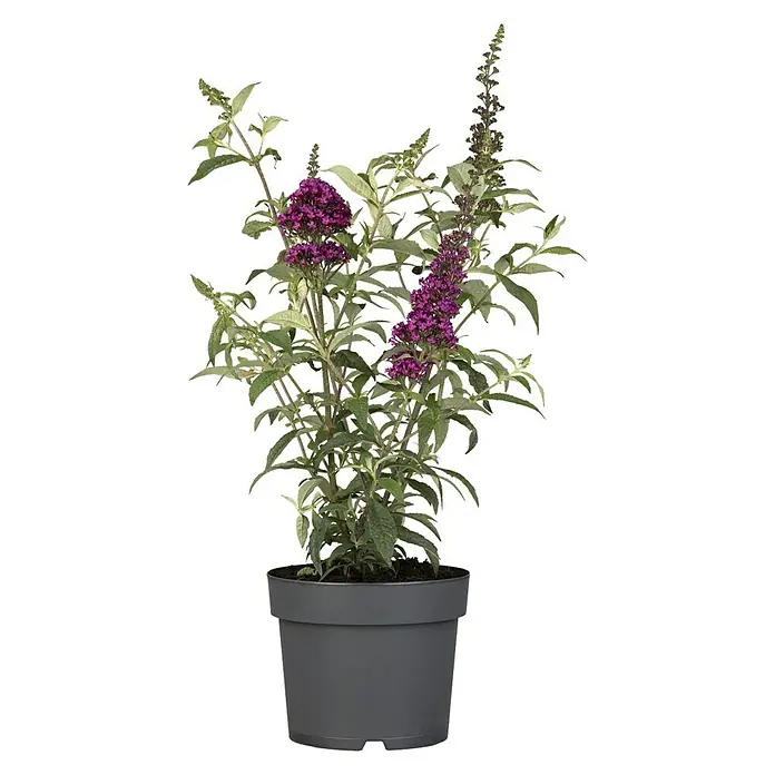 Piardino Sommerflieder - Buddleja davidi 'Summer Kids', Artenabhängig - Vorderansicht