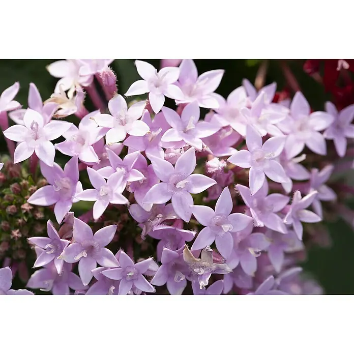 Piardino Pentas lanceolata - Pentas lanceolata 'Trio', Volumen de la maceta: 15 l - Primer plano