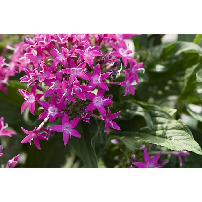 Piardino Pentas lanceolata - Pentas lanceolata 'Trio', Volumen de la maceta: 15 l - Primer plano
