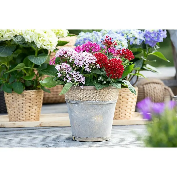 Piardino Pentas lanceolata - Pentas lanceolata 'Trio', Volumen de la maceta: 15 l - Foto ambiente