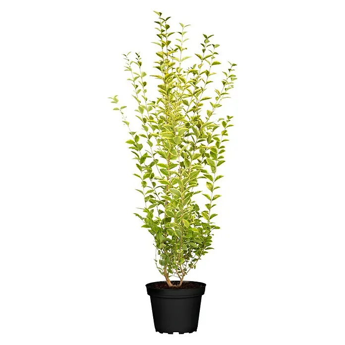 Piardino Ligustro - Ligustrum japonicum 'Texanum' - Vista frontal