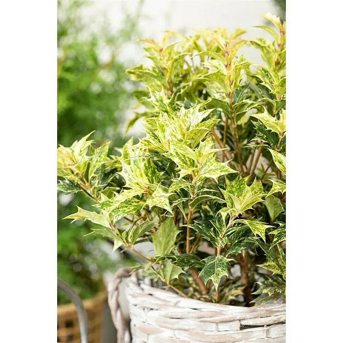 Stachelblättrige Duftblüte - Osmanthus heterophyllus 'Tricolor', Topfgröße: 17 cm - Stimmungsaufnahme