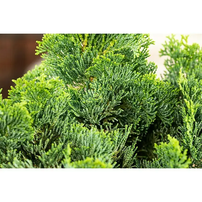 Piardino Kleine Muschelzypresse - Chamaecyparis obtusa 'Nana Gracilis', Topfgröße: 19 cm - Detailaufnahme