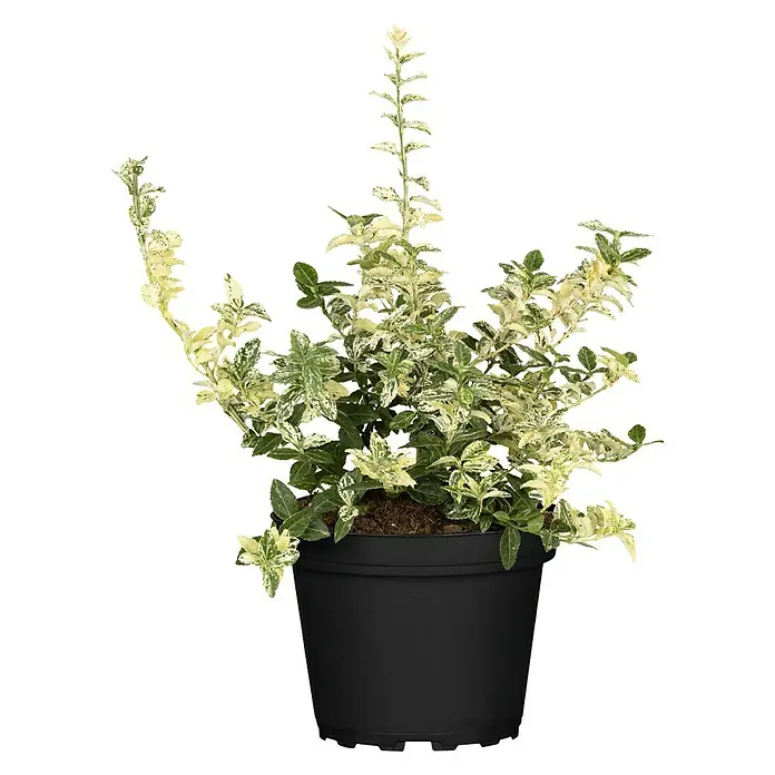 Piardino Spindelstrauch - Euonymus japonica - Vorderansicht
