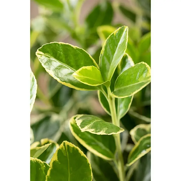 Piardino Spindelstrauch - Euonymus japonica - Detailaufnahme