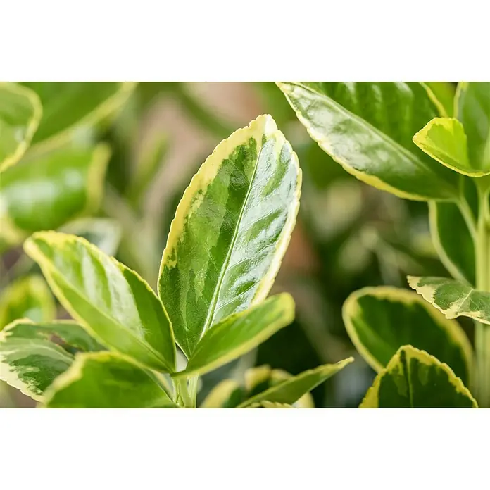 Piardino Spindelstrauch - Euonymus japonica - Detailaufnahme