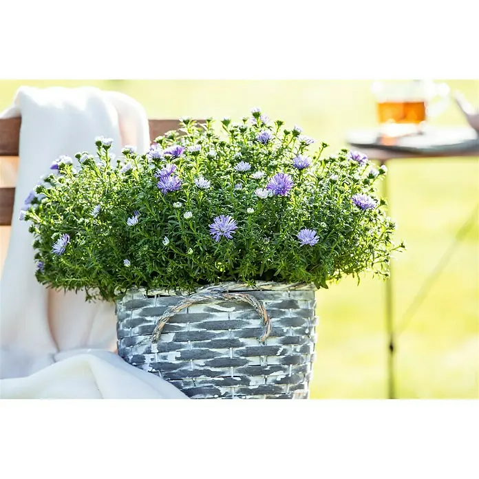 Piardino Áster - Aster dumosus, Tamaño de maceta: 17 cm, En función de la variedad - Foto ambiente