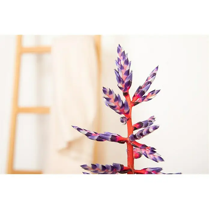 Piardino Lanzenrosette 'Blue Rain' - Aechmea 'Pepita Elegant Flames', Topfgröße: 15 cm, Orange - Detailaufnahme