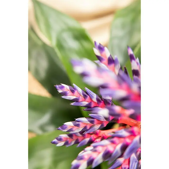 Piardino Lanzenrosette 'Blue Rain' - Aechmea 'Pepita Elegant Flames', Topfgröße: 15 cm, Orange - Detailaufnahme