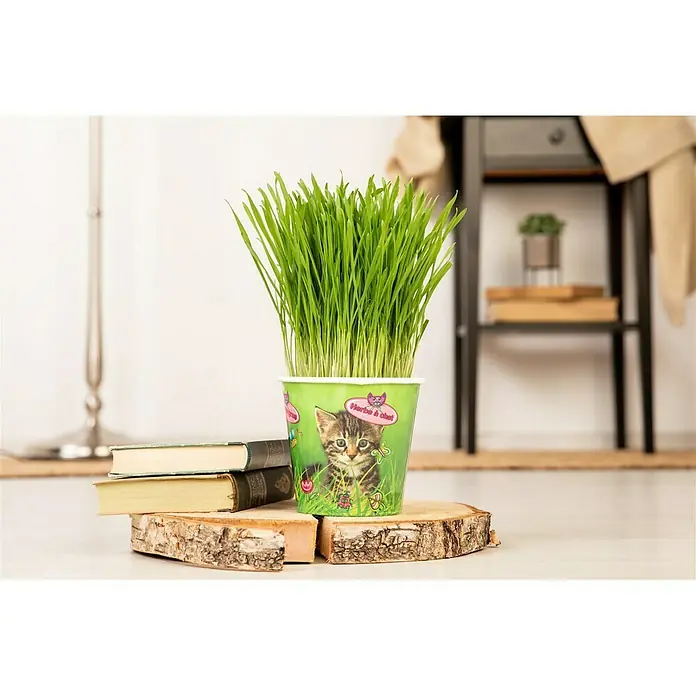 Piardino Katzengras - Topfgröße: 13 cm - Stimmungsaufnahme