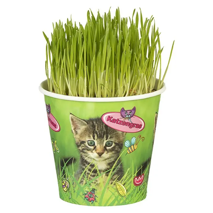 Piardino Katzengras - Topfgröße: 13 cm - Vorderansicht