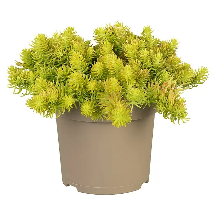 Piardino Garten-Fettblatt - Sedum hybride, Topfgröße: 15 cm - Vorderansicht